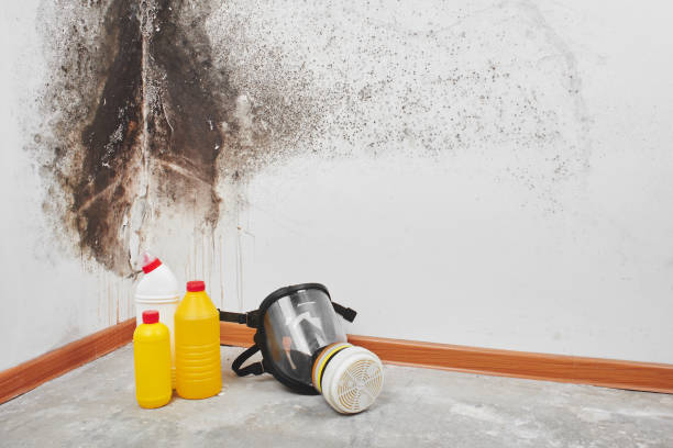 Best Water Damage Restoration  in Cedar Springs, MI