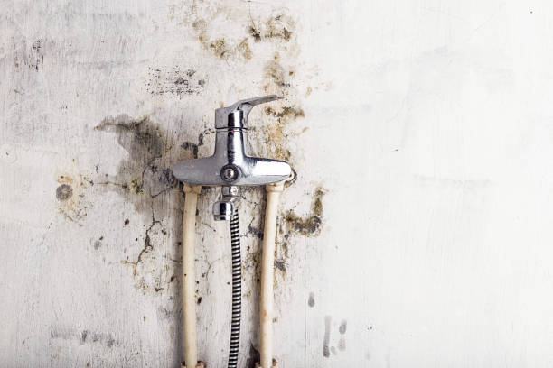 Office Mold Removal Services in Cedar Springs, MI