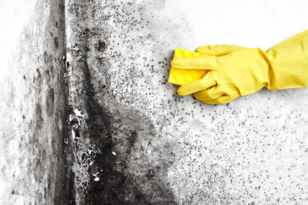 Best Local Mold Removal Service  in Cedar Springs, MI