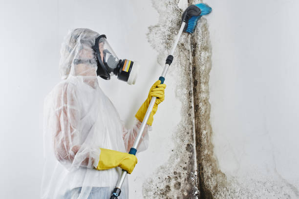 Best Mold Remediation Experts  in Cedar Springs, MI