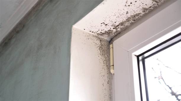 Best Commercial Mold Removal  in Cedar Springs, MI