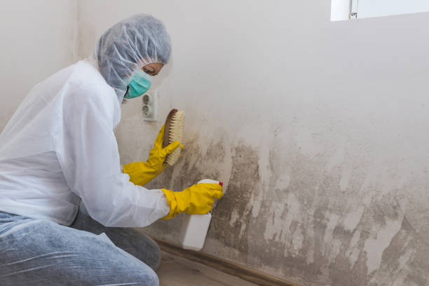 Best Black Mold Removal  in Cedar Springs, MI