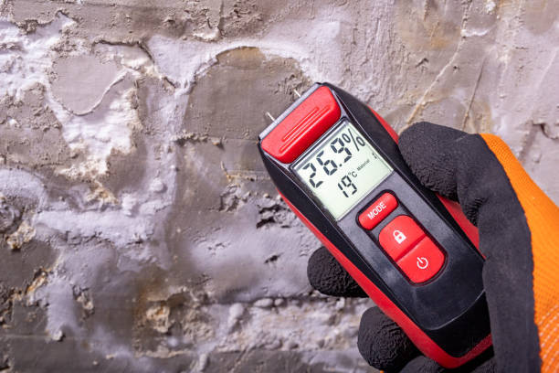 Best Mold Removal Company Near Me  in Cedar Springs, MI