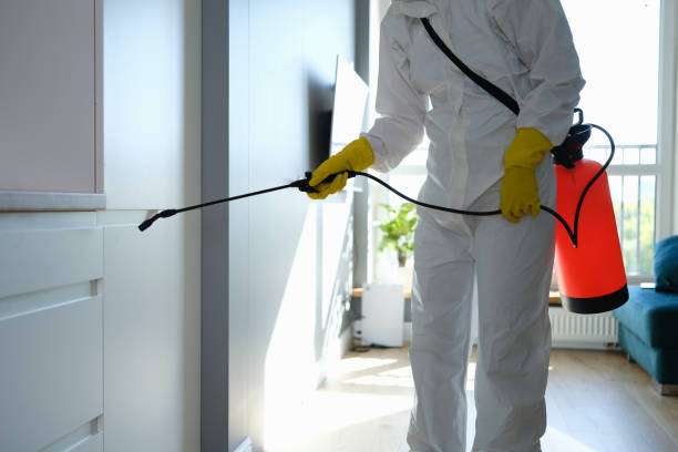 Mold Removal Process in Cedar Springs, MI