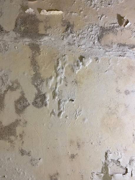 Best Best Mold Removal Companies  in Cedar Springs, MI