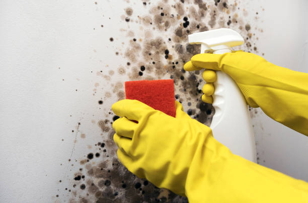 Best Toxic Mold Removal  in Cedar Springs, MI