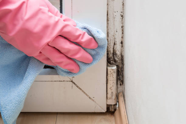 Professional Mold Removal in Cedar Springs, MI