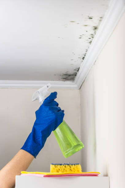 Best Office Mold Removal Services  in Cedar Springs, MI