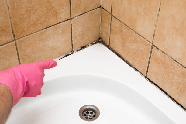 Best Affordable Mold Removal  in Cedar Springs, MI